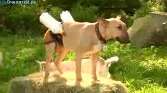 Бультерьер кормит козлят - смотреть видео (2:21)