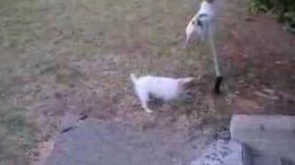 Терьеры и поливалка - смотреть видео (1:35)