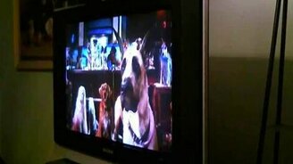 Пёс смотрит сериал - смотреть видео (1:51)