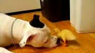 Собака и утёнок - смотреть видео (1:27)