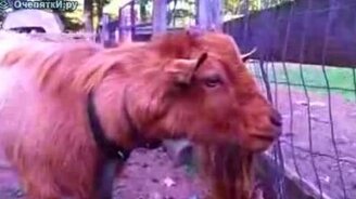 Похотливый козлик - смотреть видео (0:14)