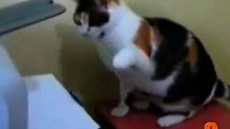 Топ-10 забавных котов - смотреть видео (5:36)