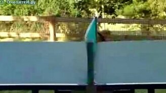 Собака-маятник - смотреть видео (0:49)