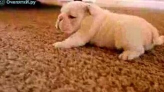 Щенки учатся ходить - смотреть видео (1:17)