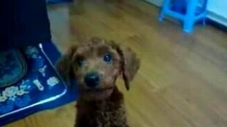 Собака говорит мама - смотреть видео (1:30)