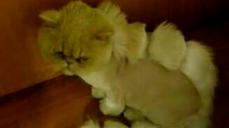 Котозавр - смотреть видео (0:28)