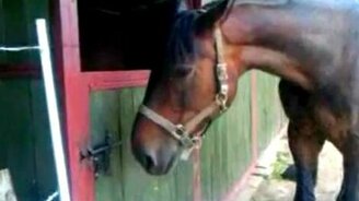 Лошадь смекнула - смотреть видео (1:03)