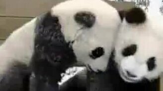 Забавные панды - смотреть видео (0:20)
