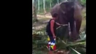 Ответ слона приставучему туристу - смотреть видео (0:48)