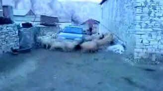 Вот бараны-то! - смотреть видео (0:22)