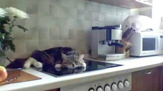 Наглец котяра - смотреть видео (0:51)