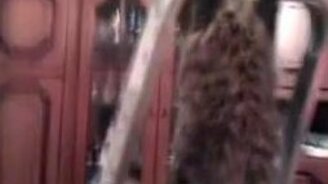 Домашний электрик - смотреть видео (0:43)