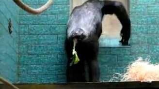 Странное поведение обезьяны - смотреть видео (0:24)