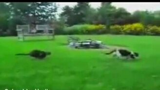 Коты-акробаты - смотреть видео (1:26)