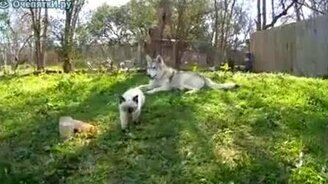 Правильная мамаша - смотреть видео (0:37)