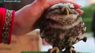 В мире сов - смотреть видео (1:46)