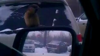 Городские воробьи - смотреть видео (0:49)