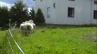 Кролик-пастух - смотреть видео (5:07)