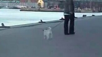 Так выгуливают собак в Дании - смотреть видео (1:17)