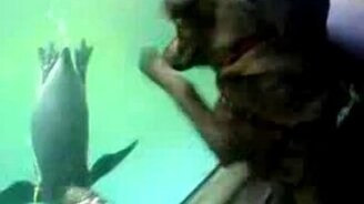 Пёс и пингвин - смотреть видео (0:23)