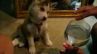 Хочешь такого щенка? - смотреть видео (0:20)