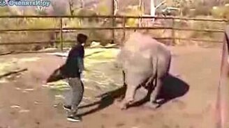 Прокатился верхом на носороге - смотреть видео (1:28)