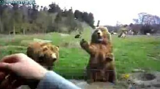 Привет, мишки! - смотреть видео (0:17)