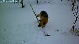 Пёс и лопата - смотреть видео (0:45)