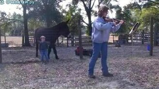 Осёл и скрипка - смотреть видео (0:47)