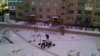 Страх городского жителя - смотреть видео (0:37)