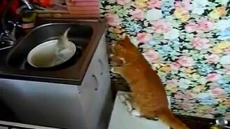 А рыба-то живая! - смотреть видео (0:23)