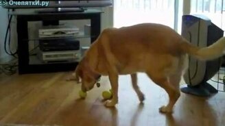 Сразу три мячика в пасти - смотреть видео (0:24)