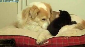 Маленькие чертята - смотреть видео (1:55)