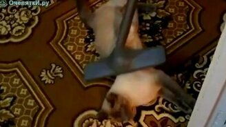 Массаж пылесосом для кота - смотреть видео (0:42)