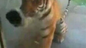 Увидел знакомую часть тела - смотреть видео (0:30)