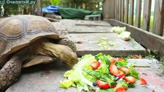 Ускоренная черепашка - смотреть видео (1:11)