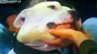 Собаки не любят поцелуи - смотреть видео (0:34)
