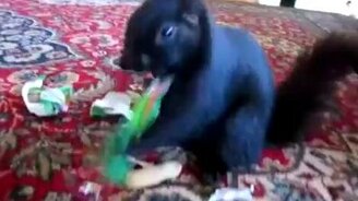 Белка в гостях - смотреть видео (0:51)