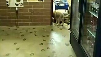 Борьба медвведя и волка - смотреть видео (2:06)