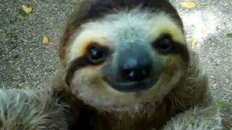 Благодушный ленивец - смотреть видео (0:39)