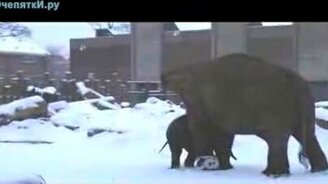 Слонёнок в снегу - смотреть видео (0:54)