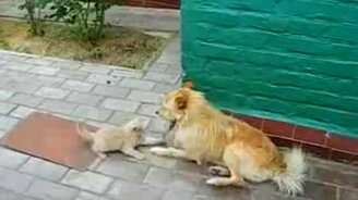 Раздражительный котёнок - смотреть видео (0:33)