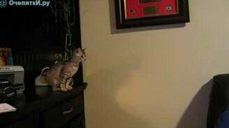 Неудача котёнка в прыжке - смотреть видео (0:18)