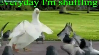 Птичий ремикс - смотреть видео (1:22)