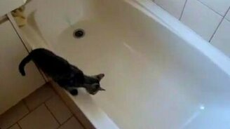 Котёнок в ванной - смотреть видео (0:26)