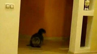 Гонка за хвостом - смотреть видео (0:10)