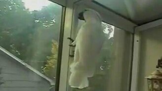 Попугаи показывают слалом - смотреть видео (0:35)