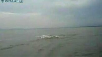 Погоня бегемота за катером - смотреть видео (0:47)