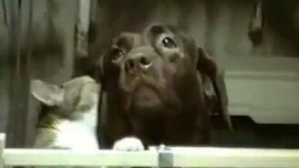 Кот чистит ухо довольной собаке - смотреть видео (0:36)