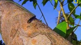 Летающие змея и ящерица - смотреть видео (1:48)